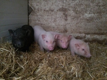 6 junge Minischweinchen suchen nach ihrem neuen Zuhause. Die beiden weißen Schweinchen recht sind eber, die beiden Linken Schweinchen sind Damen. Wer hat Interesse für die süßen Ferkel??